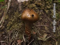 Gegordelde gordijnzwam [Cortinarius trivialis]